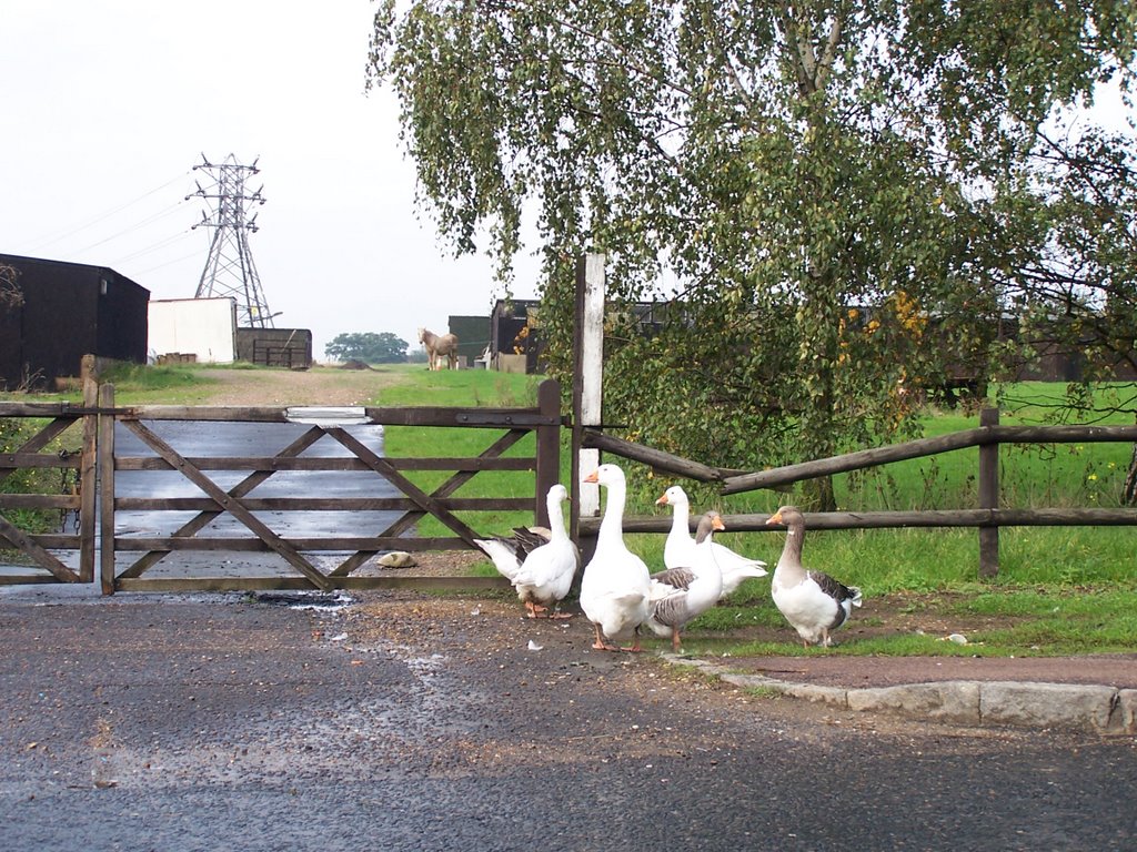 Goose Watch by Gareth Parkes