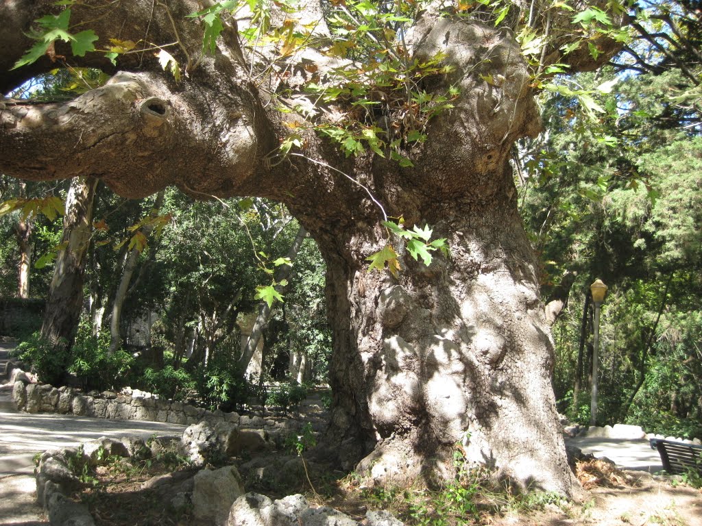 Enormous tree by Jan Matthieu