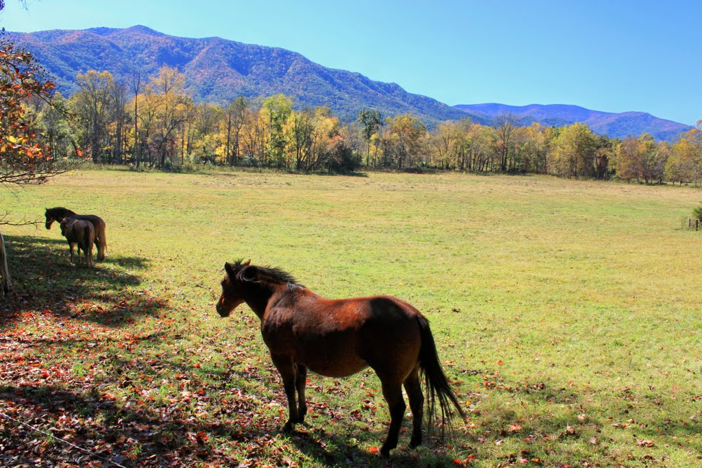 Horses at Cades Cove by Will Noble