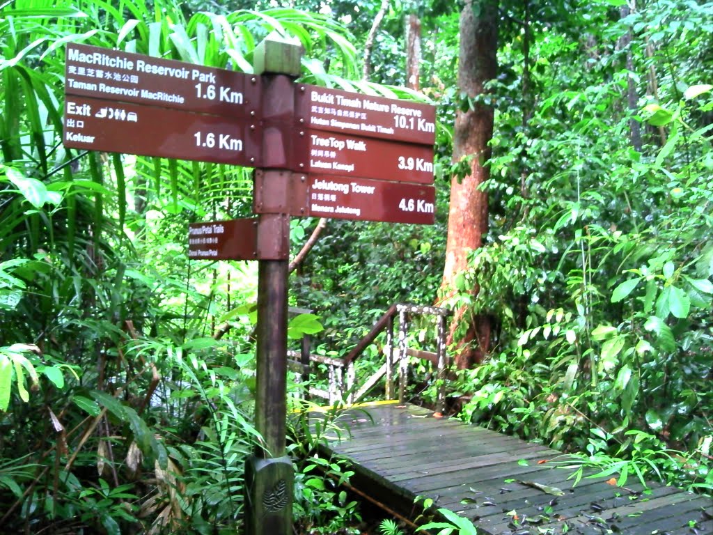 Along Macritchie trails by kwokyp