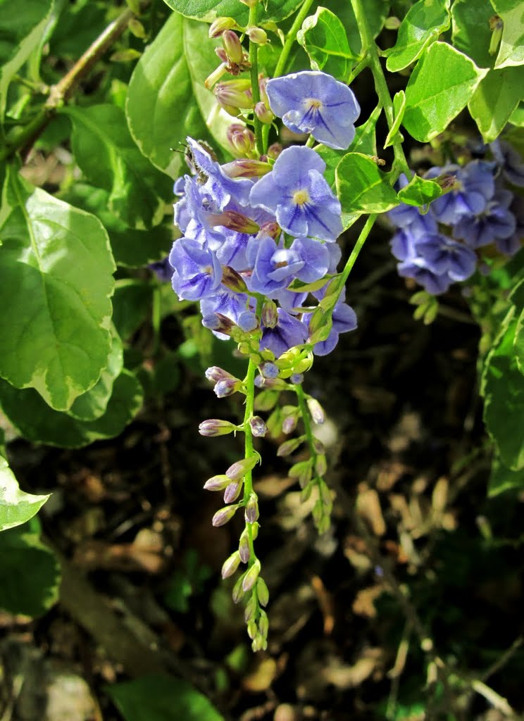 金露花 (假連翹 Sky flower) Duranta erecta by wee wonwon