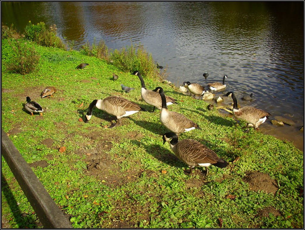 ☼©H☼ •10.2011 • Herbst im Rombergpark / V by Hannes Th