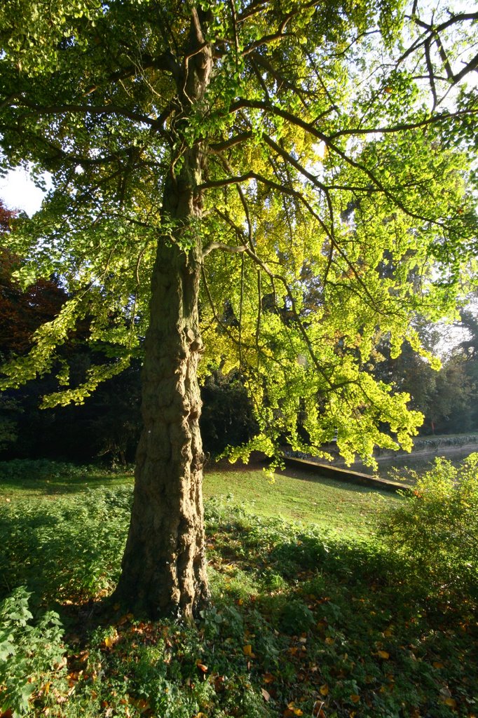 Upton - Tree near mirror lake by Brian Burnett