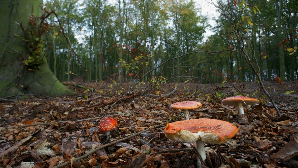 Amanita Muscaria by GMFOODS