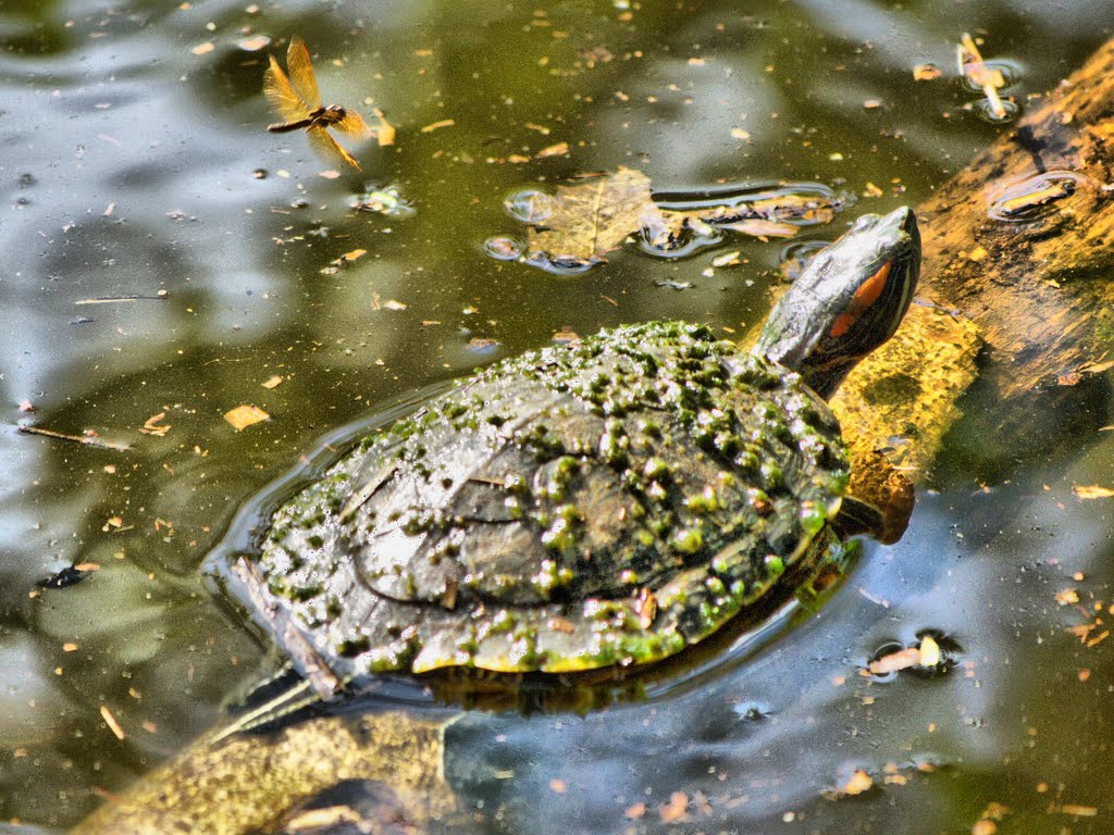 Tortuga y Libélula. by Antonio Cristerna