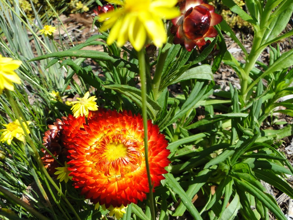 Red & Yellow Flowers by Ben Grummels