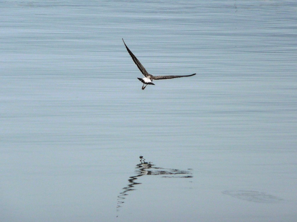 Reflejada en el agua by Sergiov