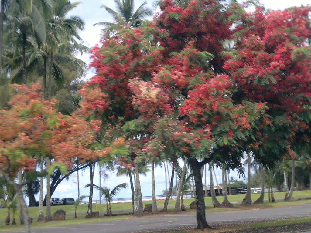 Tree with flowers by ulizeuz