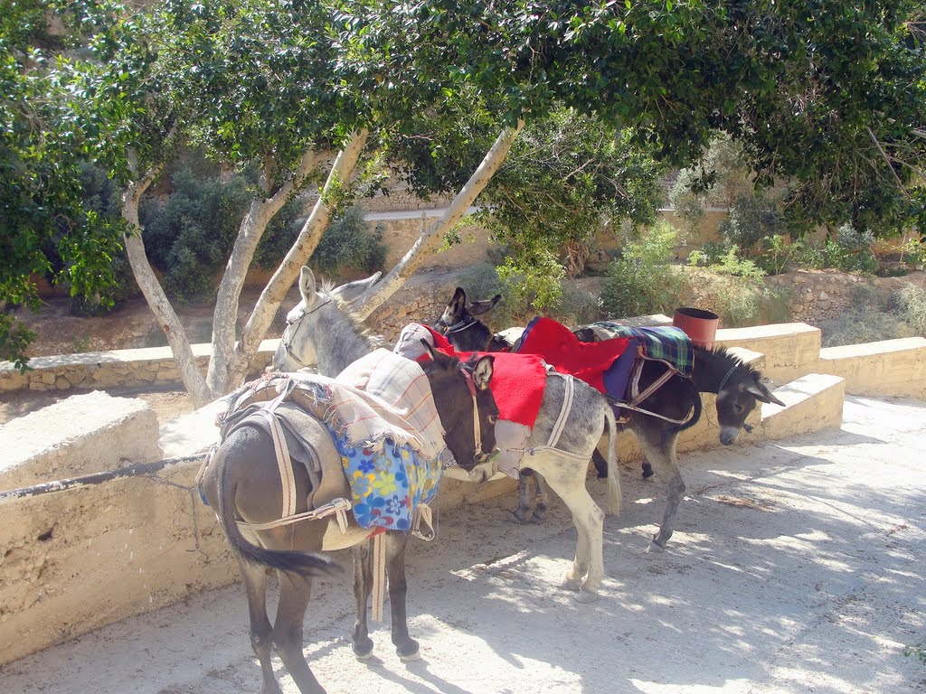 Parking asses,Pustiul Hozeva, Israel by Coman Isidor