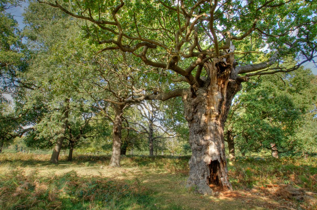 Oak Tree by Derek Winterburn