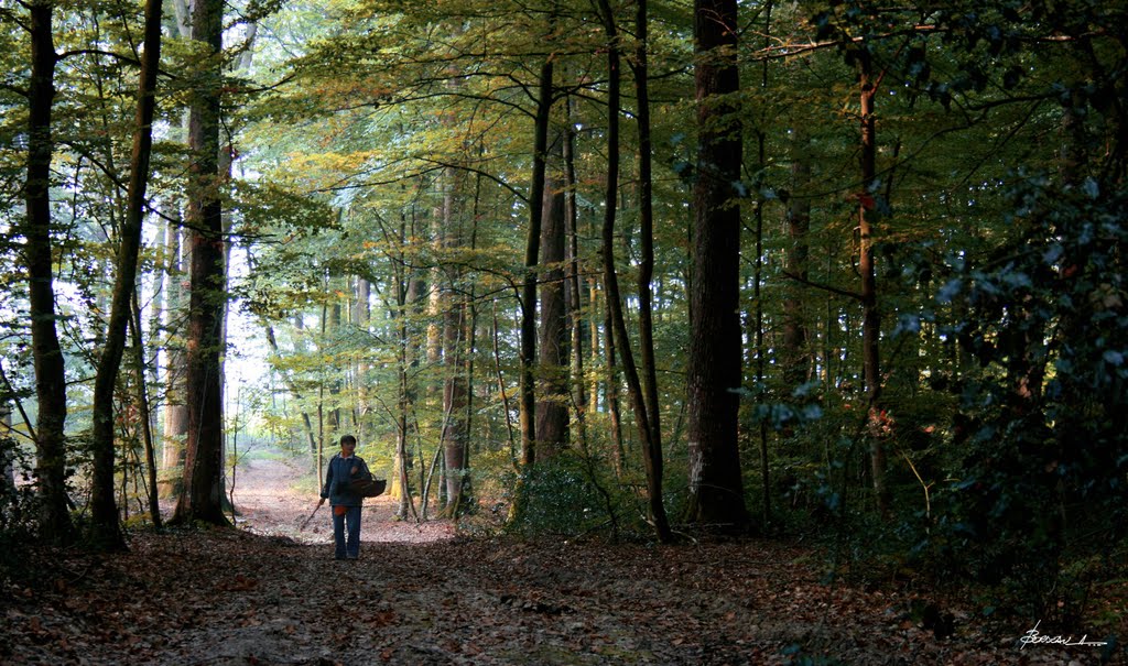 (série)...matin d'automne...9... by BORDEAU Alain.(NO VIEWS!)