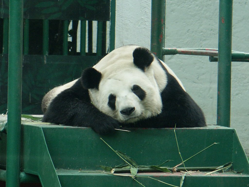 Panda en el Zoológico de Chapultepec by José Luis Pérez De C