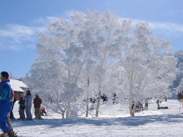 Toyosato, Nozawaonsen, Shimotakai District, Nagano Prefecture 389-2502, Japan by Kumakichi Kuma