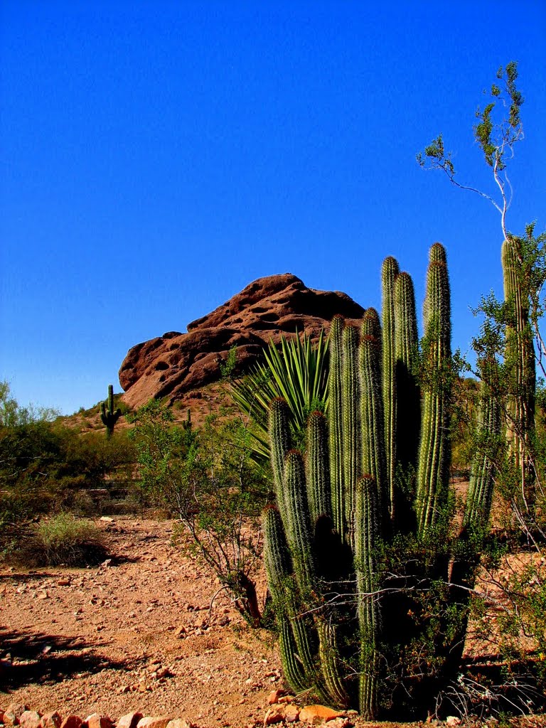 Desert Botanical Gardens by S F B Klimek