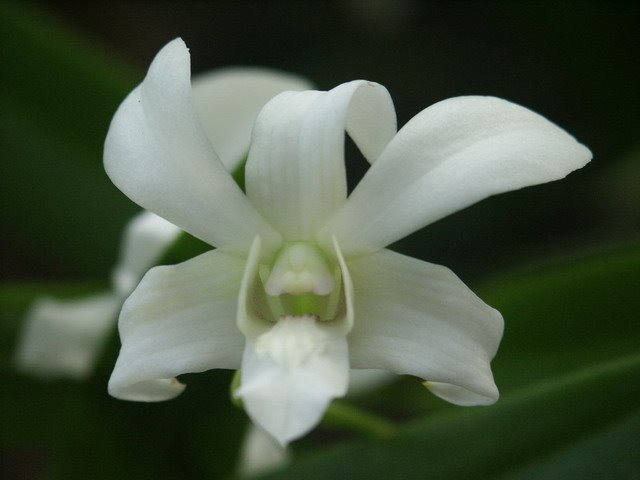 Xcaret Orchids Farm by José Luis Pérez De C