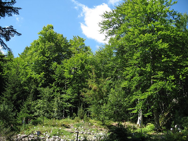 OBFA(Orto Botanico Forestale dell'Abetone) - Roccaglia calcarea e faggeta by Giulio Pandeli