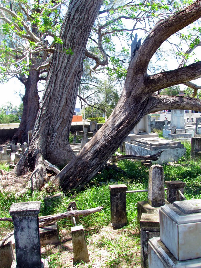 Cementerio Viejo de Camuy, Puerto Rico by Norma Arbelo