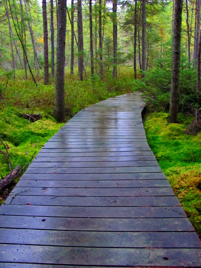 Boardwalk on wetland trail at Buck Lake by Alex Young (Alexander W. Young)