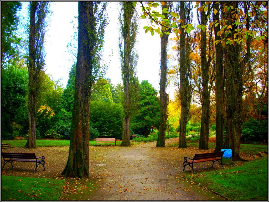 ☼©H☼ •10.2011• Herbst im Rombergpark / XXV- Große Lichtung im Park by hannes1001