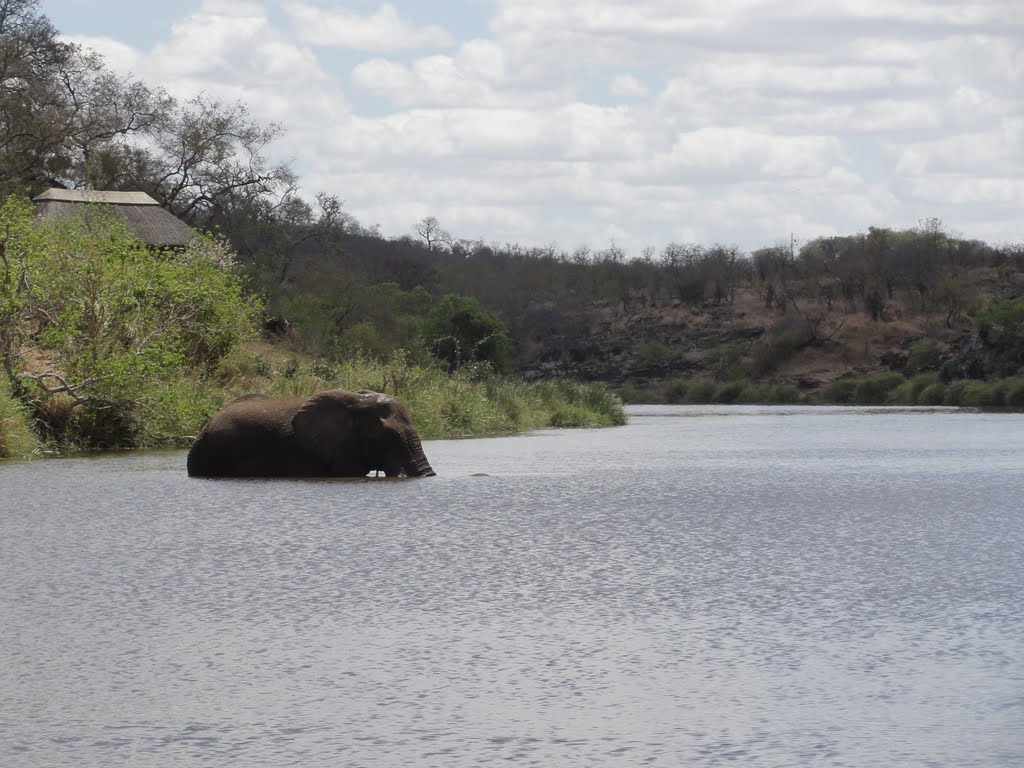 Mopani, Kruger Park, Zuid-Afrika by MrRobbert.P