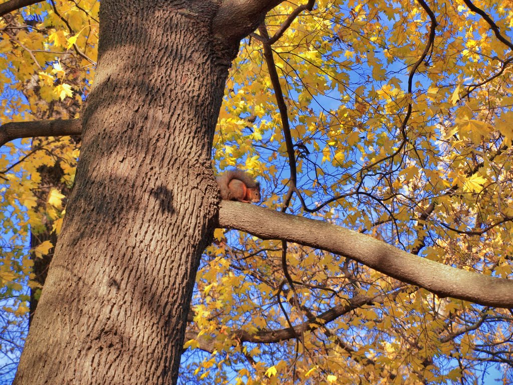 Осенний пейзаж. Autumn scenery. by Bajguz Igor