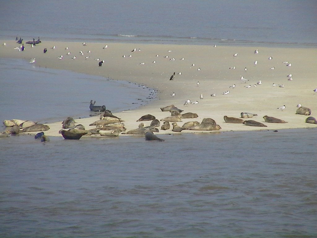 Seehunde vor Wangerooge 2004 by nicepic