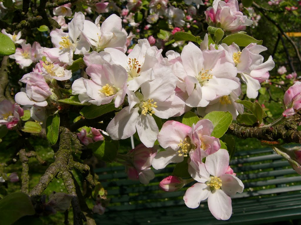 Limbach-Oberfrohna, Kirschblüte by travelling_man