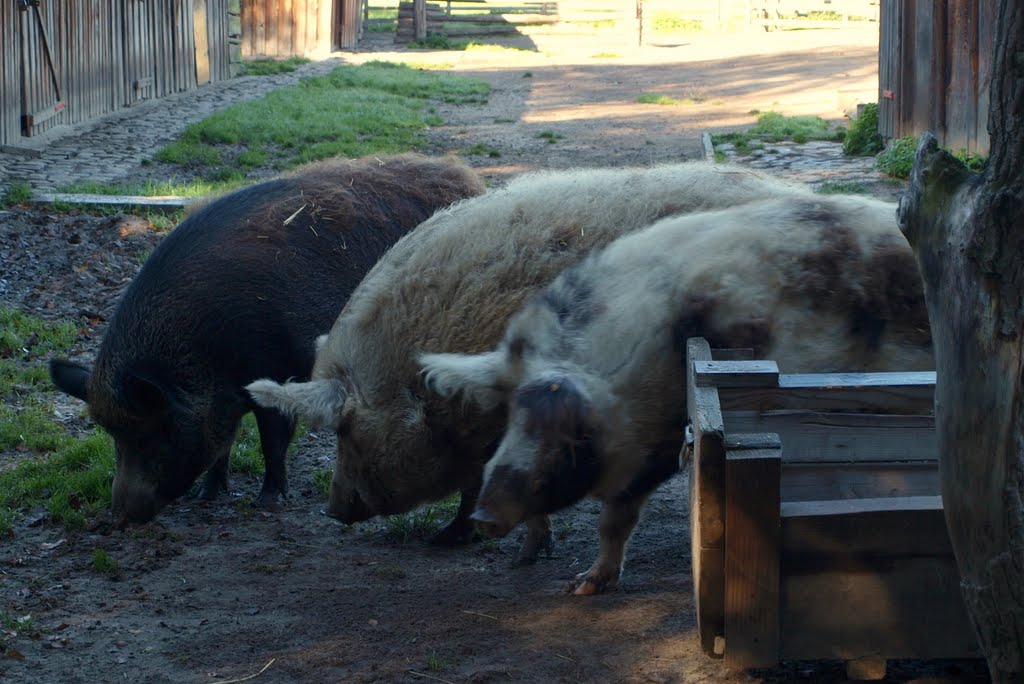 Düppeler Weideschwein, Museumsdorf Düppel by Pavel Kacl