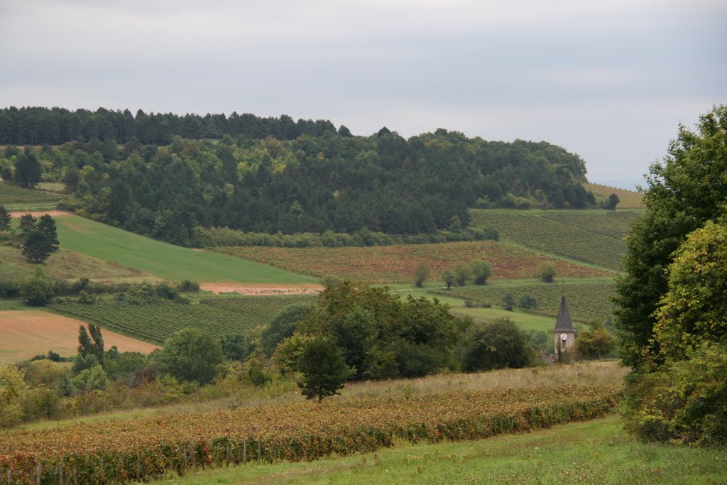 Dans les vignes by G.Rosette