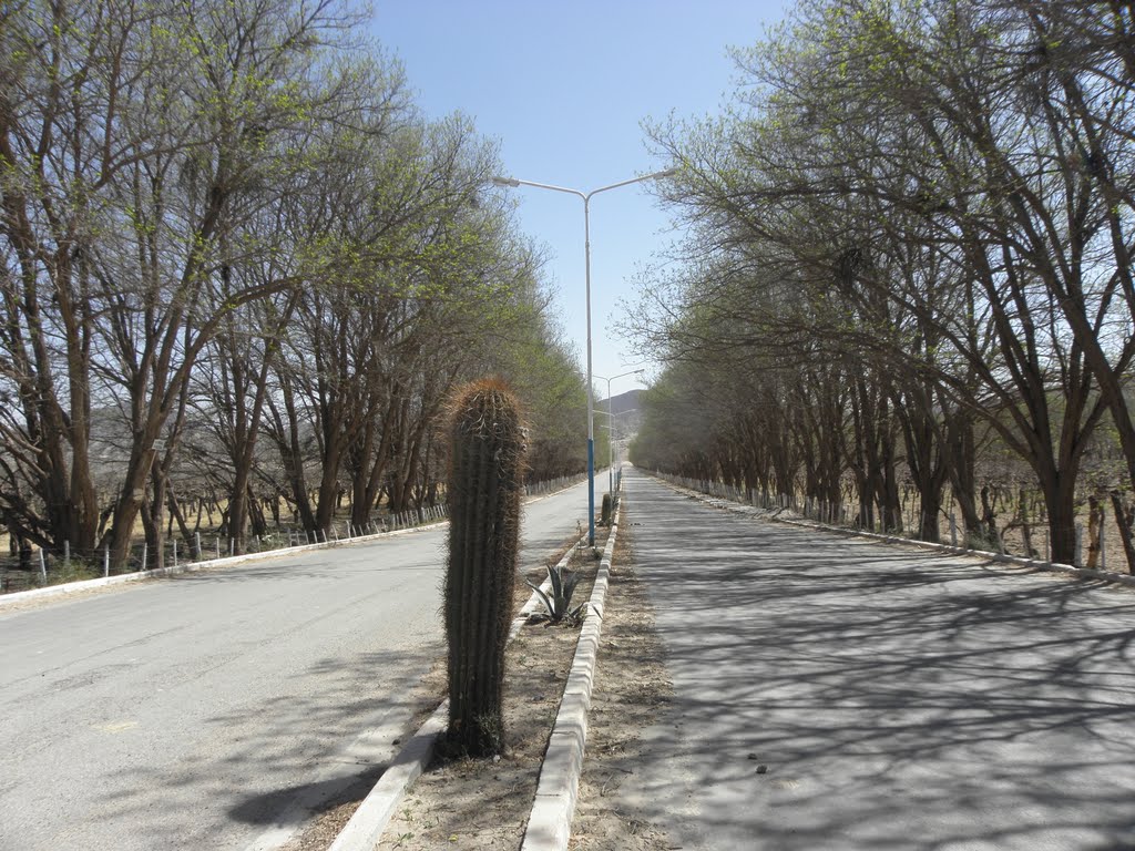 Entrada a Hualfin - Catamarca - Argentina by centro-erks