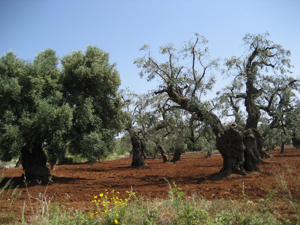 Z Ostuni do Lecce by antur