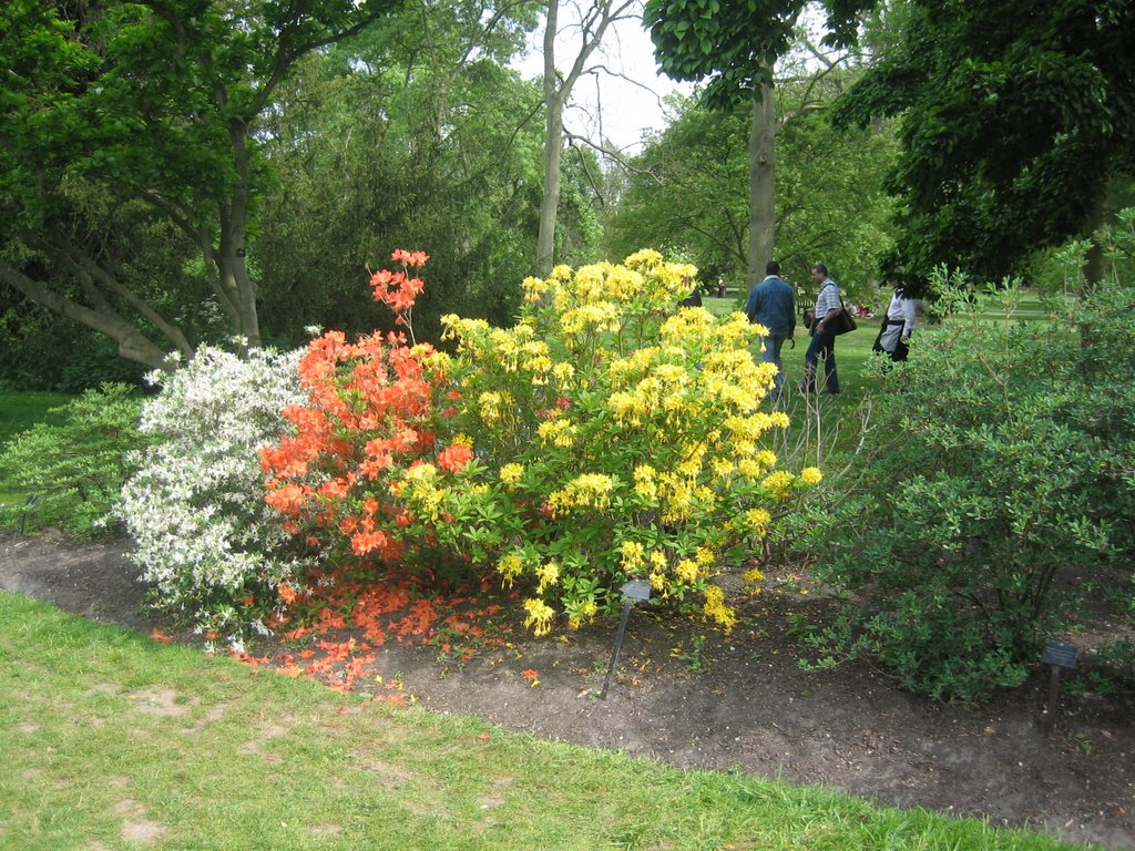 London - Kew Garden by Jeremy Bourgouin