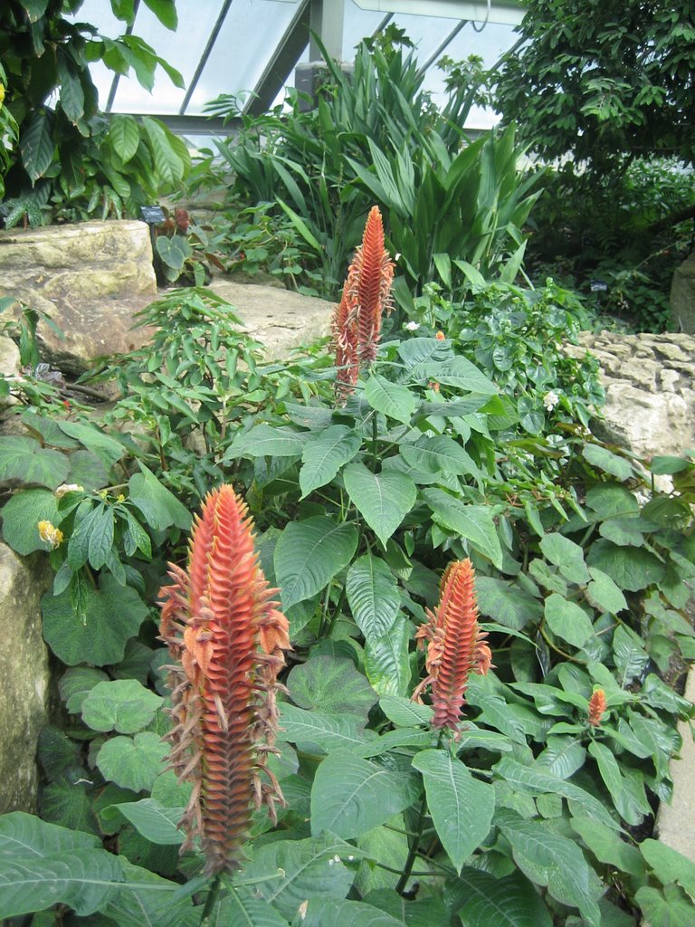 London - Kew Garden - Princess of Wales Conservatory by Jeremy Bourgouin