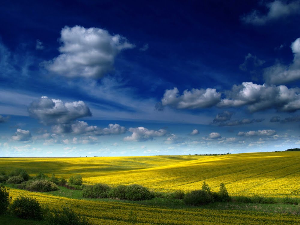 Где-то в полях Украины (...somewhere in the fields of Ukraine...) by Nick Walker