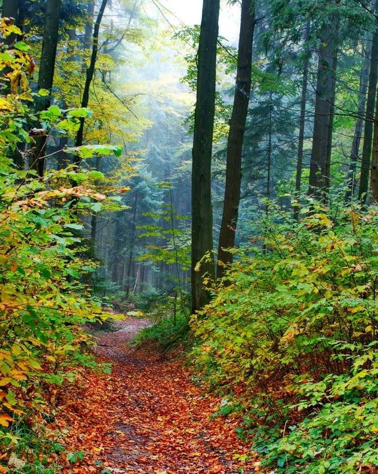 Leichter Nebel im Herbstwald by © Konny Wallner