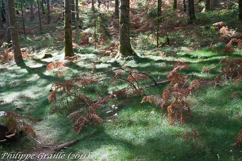 Mont Bessou (Corrèze) by Philippe GRAILLE