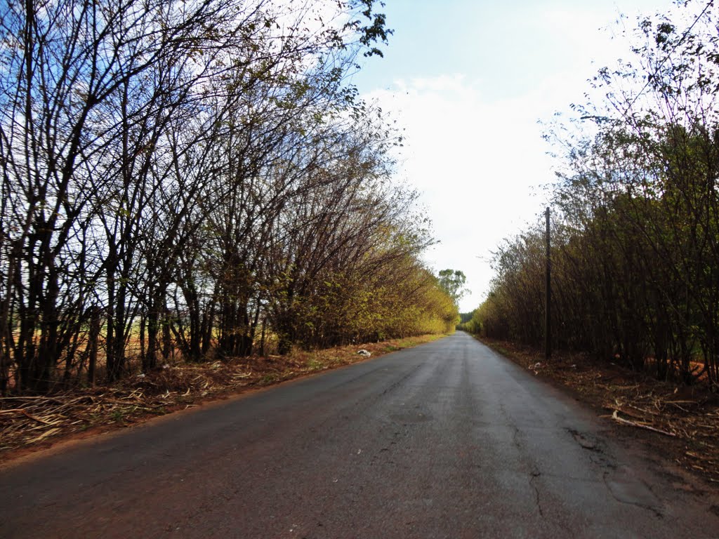 Estrada municipal Guilherme Scatena-São Carlos-SP-Brazil by Niels A Sørensen