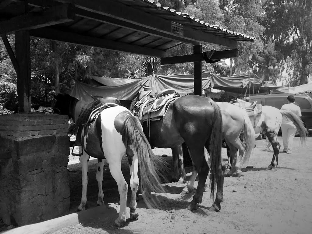 Horses for rent by Eduardo García (EDGA…