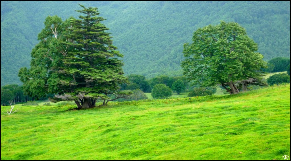 Yamada Bokujyo Trees by André GARDELLA