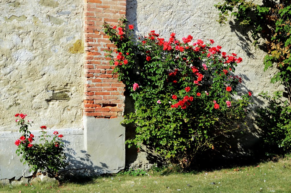 Le rose rosse della chiesa di San Giacomo Maggiore by violapinnata