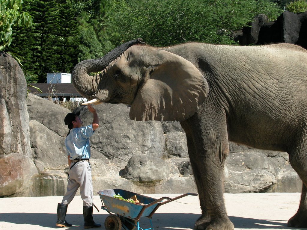 Taipei Zoo 非洲象 by SpringGrape