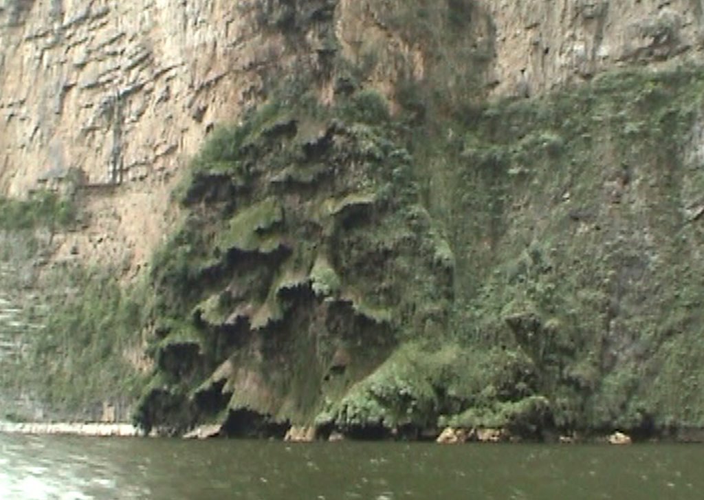 Chiapas - Tuxtla Gutierrez - Canyon del Sumidero - Rio Grijlva - L'albero della Natività by Paolo Grassi