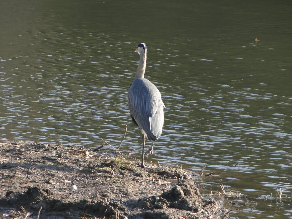 Rondje langs de sloot by Gerda van de Louw