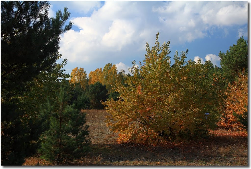 Autumn meadow by Maciej _K