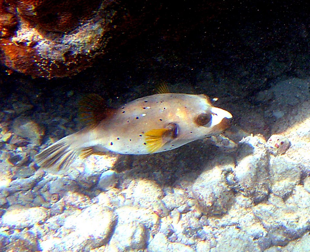 Poisson ballon JC by Lair Jean Claude