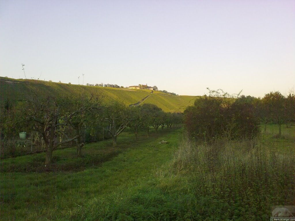 Blick auf die Vogelsburg von Escherndorf aus by mlong