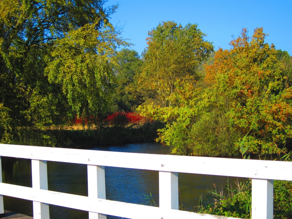 Amsterdamse Bos by G.M. Kowalewska