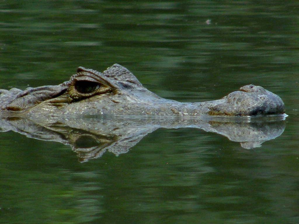 Baba,( Caiman Crocodilus) Laguna de la UCV Maracay. by Gerardo J González