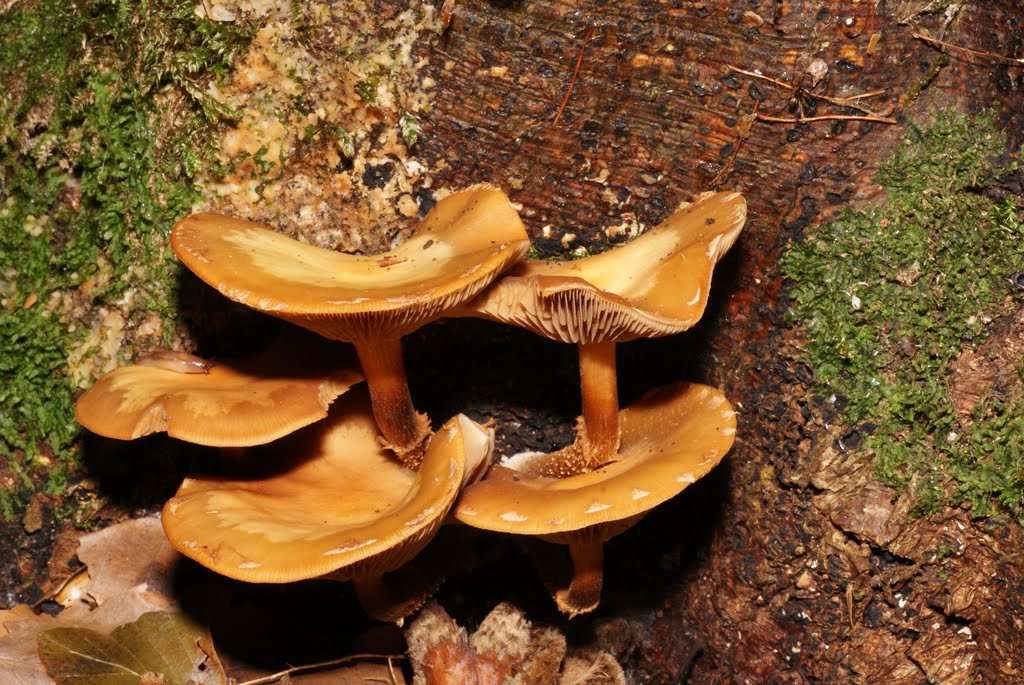 Pholiote changeante (Kuehneromyces mutabilis) (edible, excellent) by glaurent