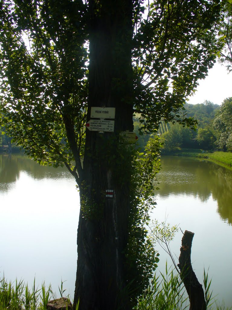 Hustopeče - Přední rybník - 13.6.2011 by Robin - psí turista